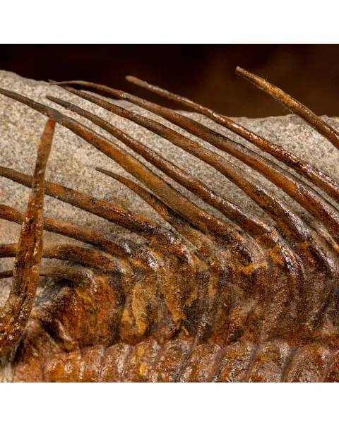 Trilobite Selenopeltis e Ophiura