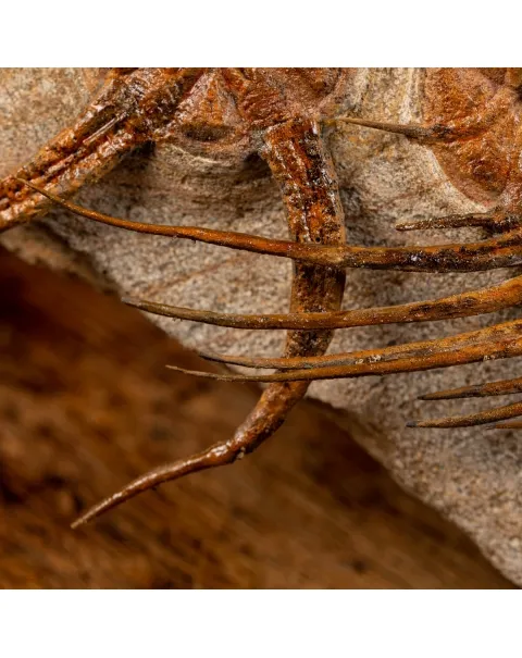 Trilobite Selenopeltis e Ophiura