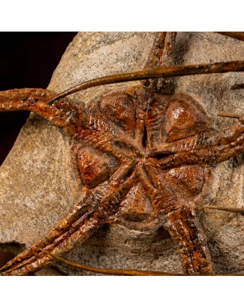 Trilobite Selenopeltis e Ophiura
