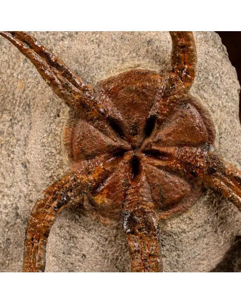 Trilobite Selenopeltis e Ophiura