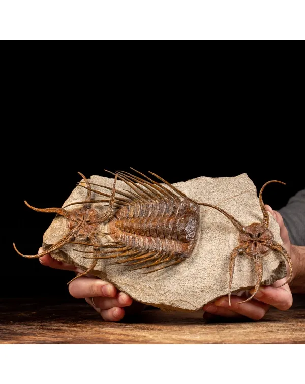Trilobite Selenopeltis e Ophiura
