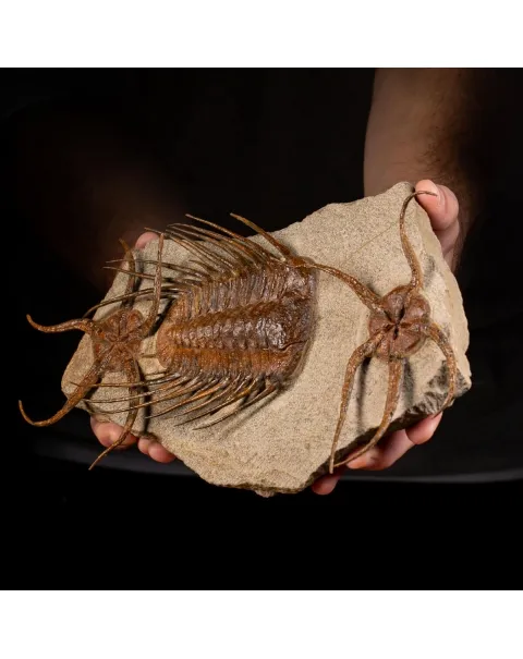Trilobite Selenopeltis e Ophiura