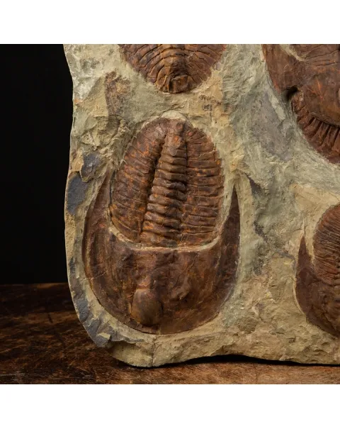Cornuprteus sp