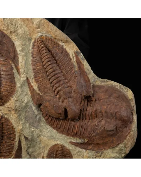 Cornuprteus sp