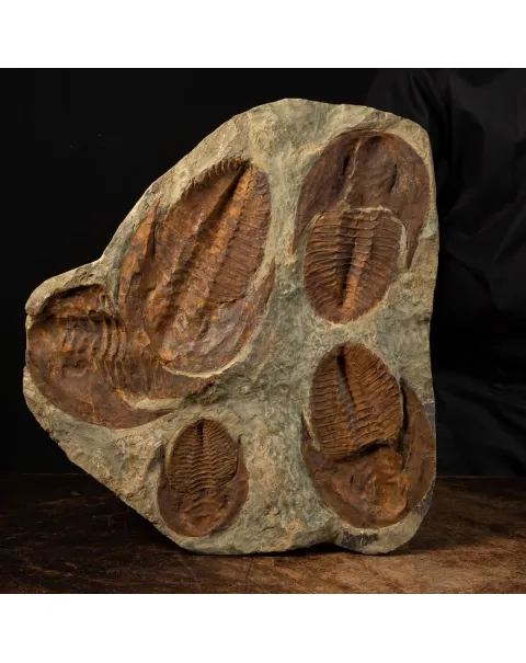 Cornuprteus sp