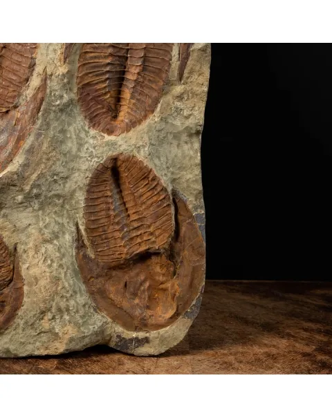 Cornuprteus sp