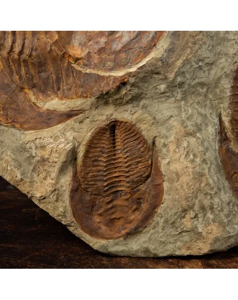 Cornuprteus sp