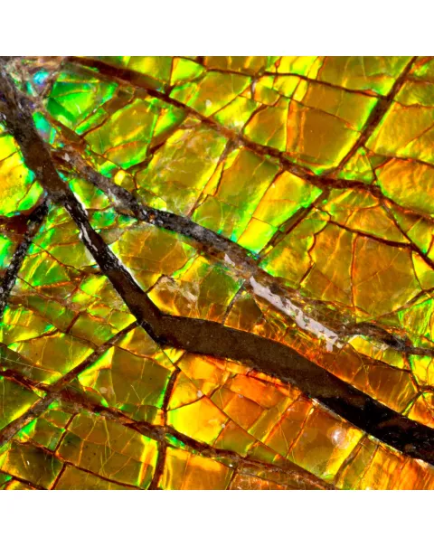 Ciondolo in Argento con Ammolite Fossile.