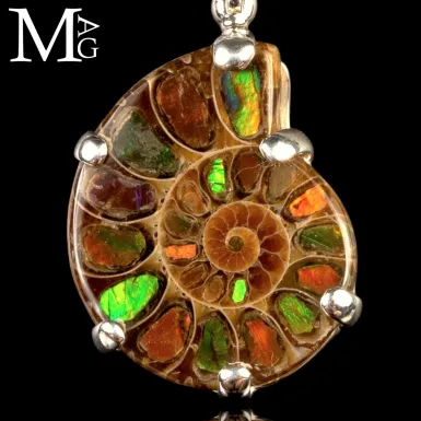 Cleoniceras e Ammolite – Due Oceani, Due Epoche, U...