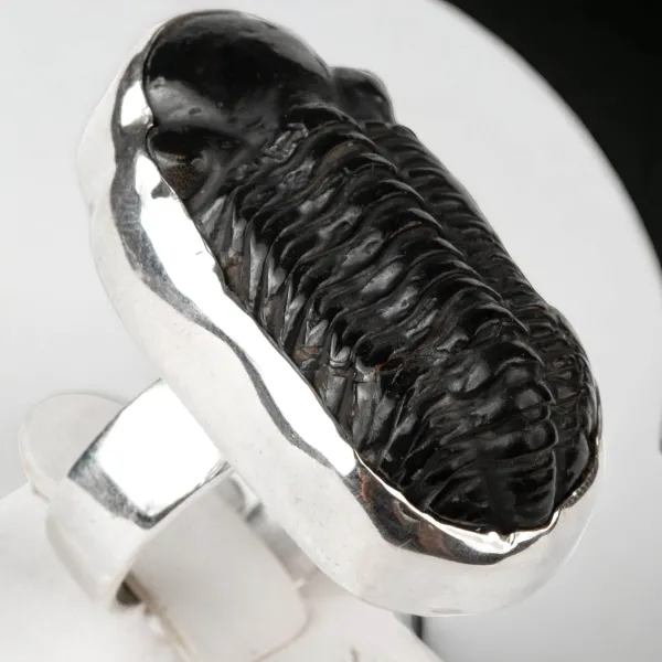 Anello Esclusivo con Trilobite Phacopid: Eleganza Giurassica in Stile Moderno