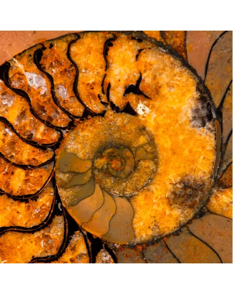 Ciondolo con Ammonite Fossile.