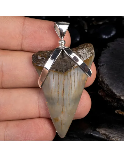 Dente Fossile di Squalo: Potenza Preistorica con Design Raffinato.