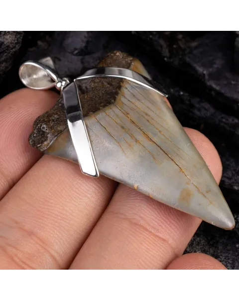 Dente Fossile di Squalo: Potenza Preistorica con Design Raffinato.