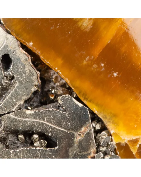Ammonite Speetoniceras Versicolor – Pirite, Aragonite e Calcite.