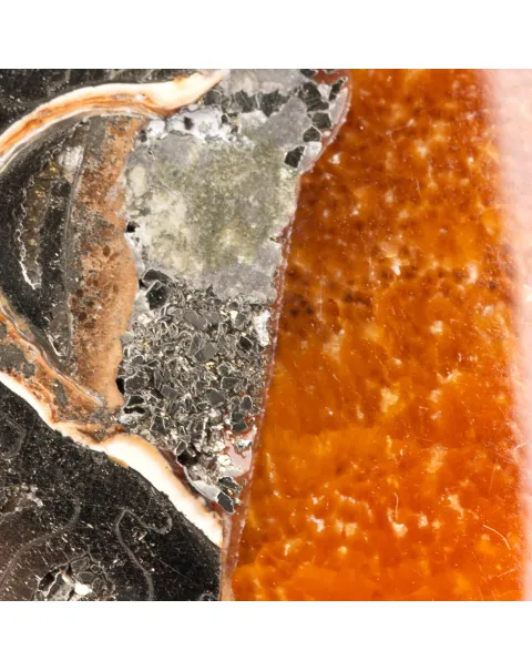 Ciondolo in argento con ammonite Speetoniceras Versicolor.
