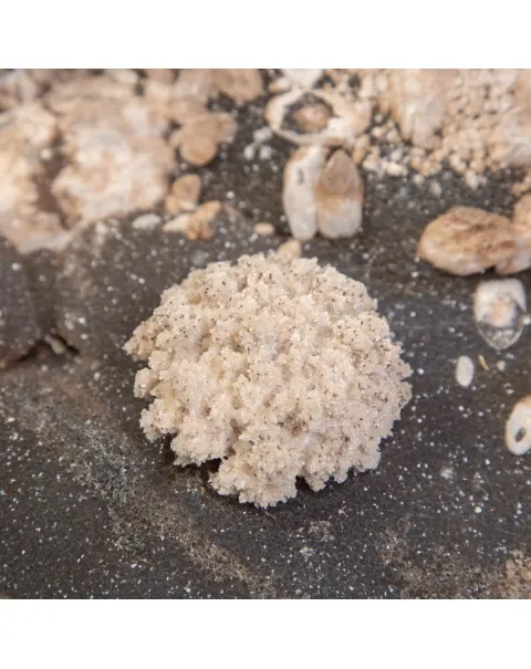 Bellissimo Geode Agata Sezionata " Jewelery Box"