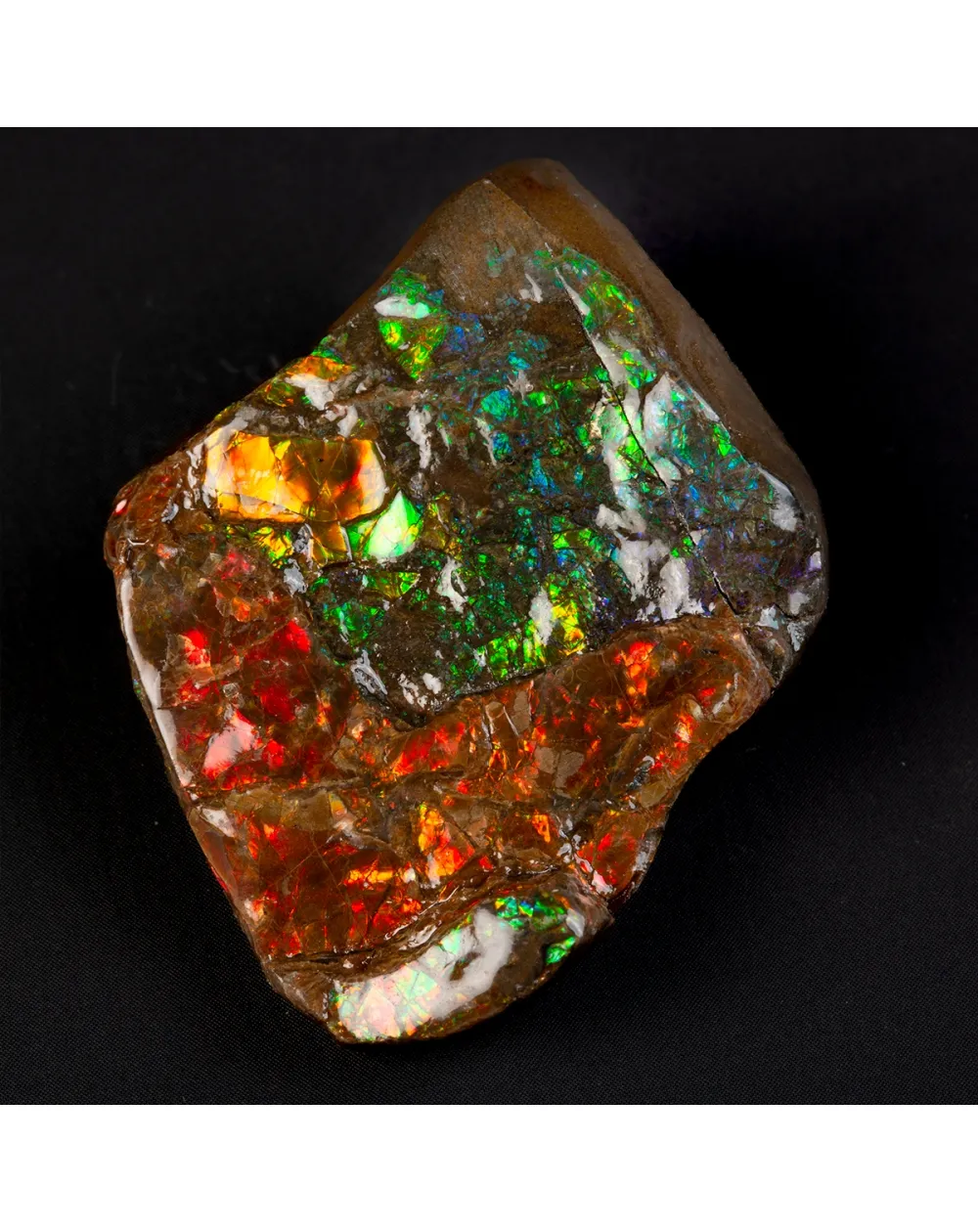 Ammolite