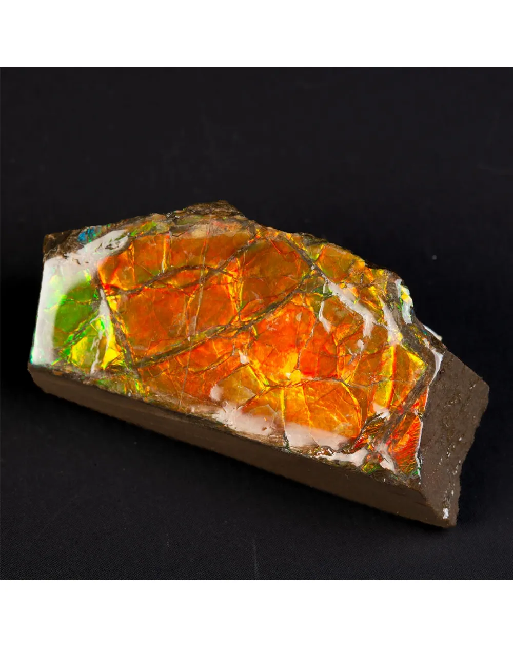 Ammolite