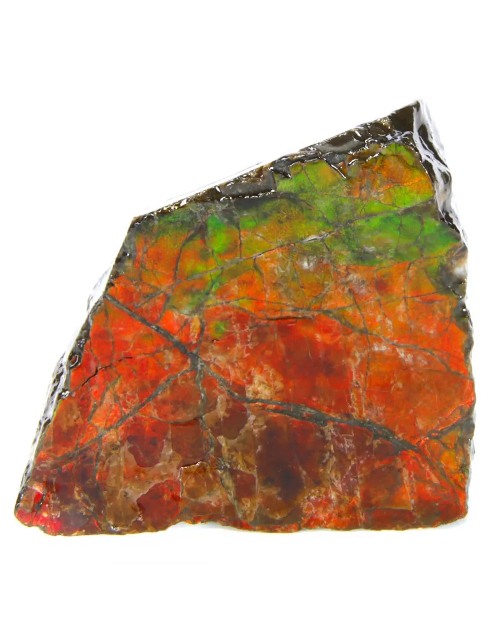 Ammolite