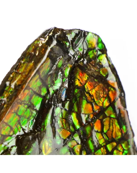 Ammolite