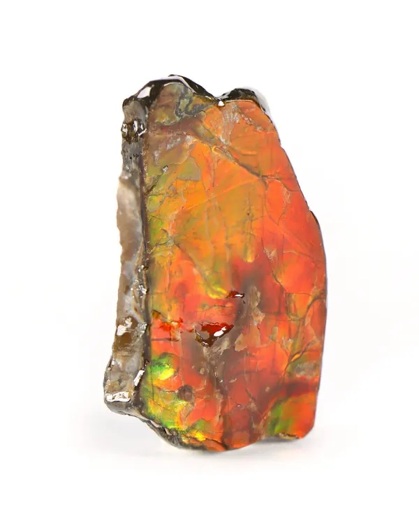 Ammolite