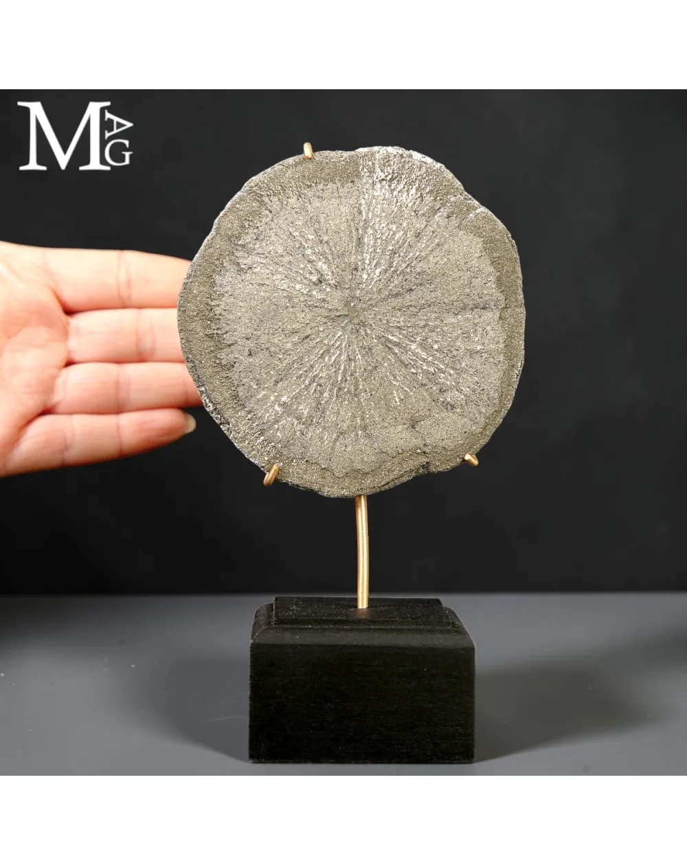 Pirite Sun – Formazione Discoidale di Pirite – Sparta, Illinois, USA.