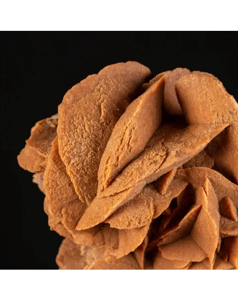 Rosa del Deserto