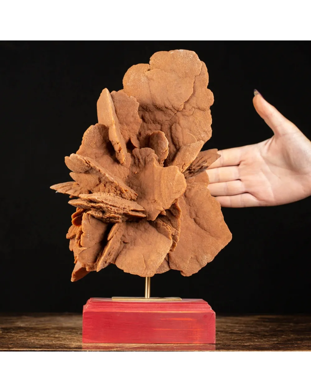 Rosa del Deserto su base di legno