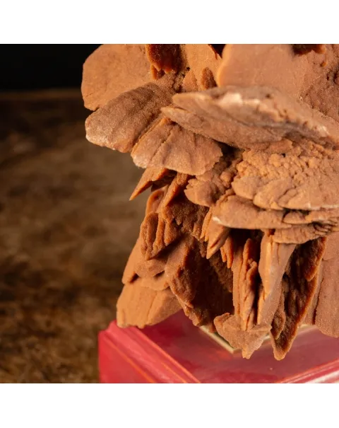 Rosa del Deserto su base di legno