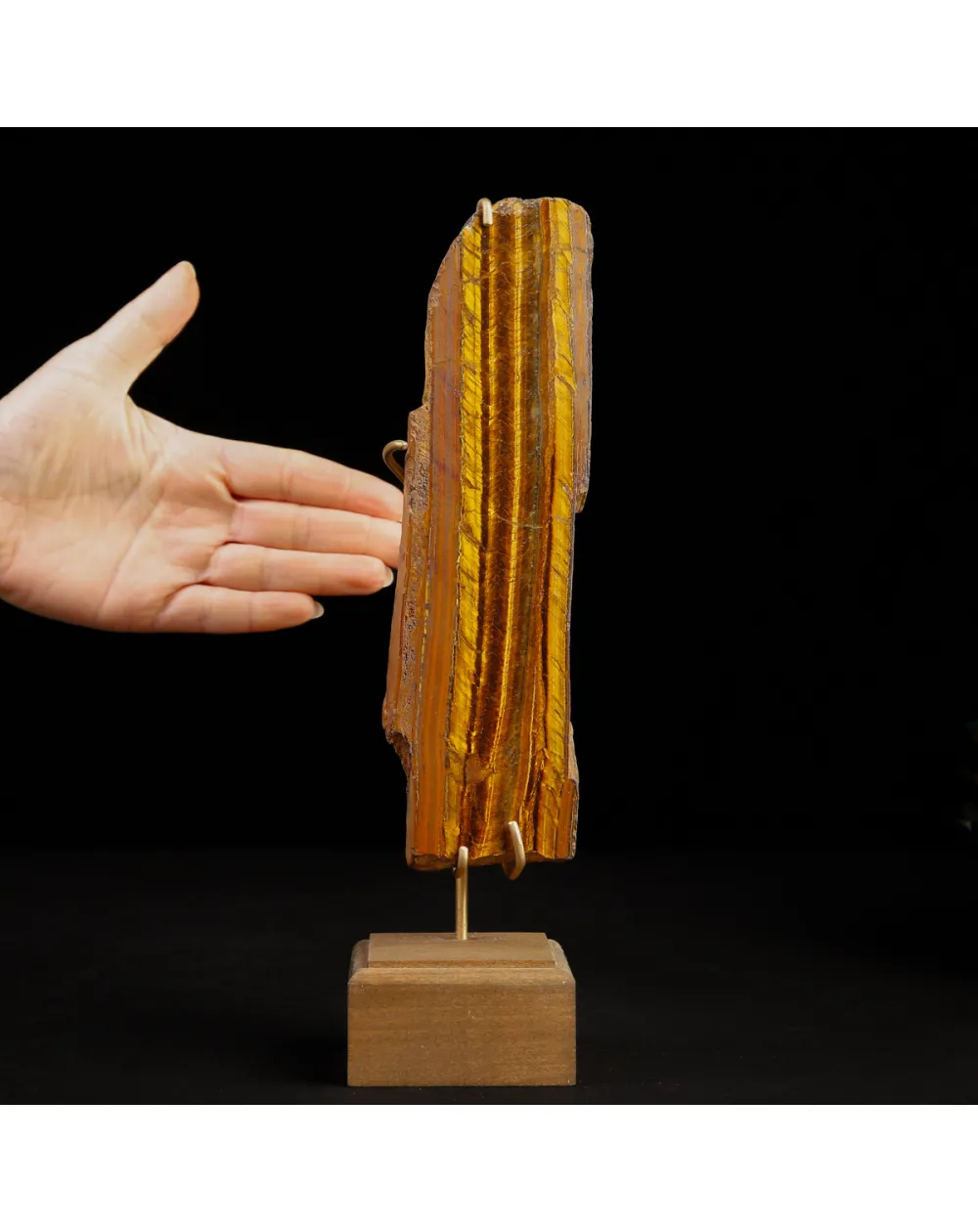 Occhio di Tigre in Esposizione.
