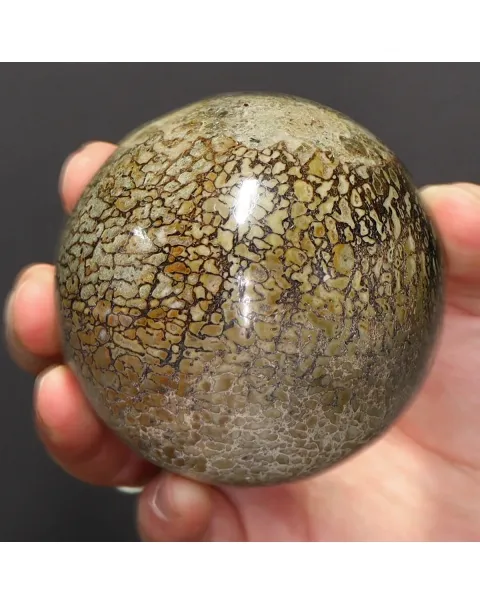 Sfera in Osso di Atlasaurus