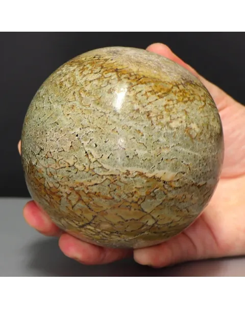 Sfera in Osso di Atlasaurus