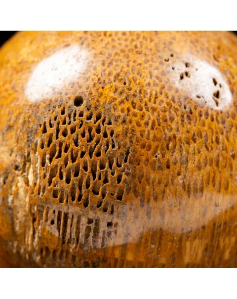Sfera in Osso di Atlasaurus
