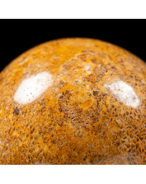 Sfera in Osso di Atlasaurus
