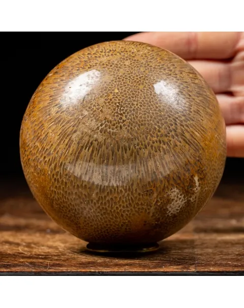 Sfera in Osso di Atlasaurus