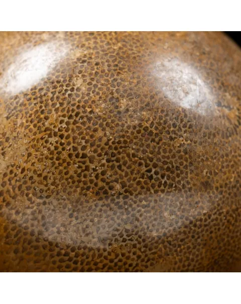 Sfera in Osso di Atlasaurus