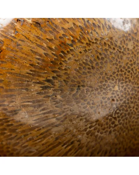 Sfera in Osso di Atlasaurus