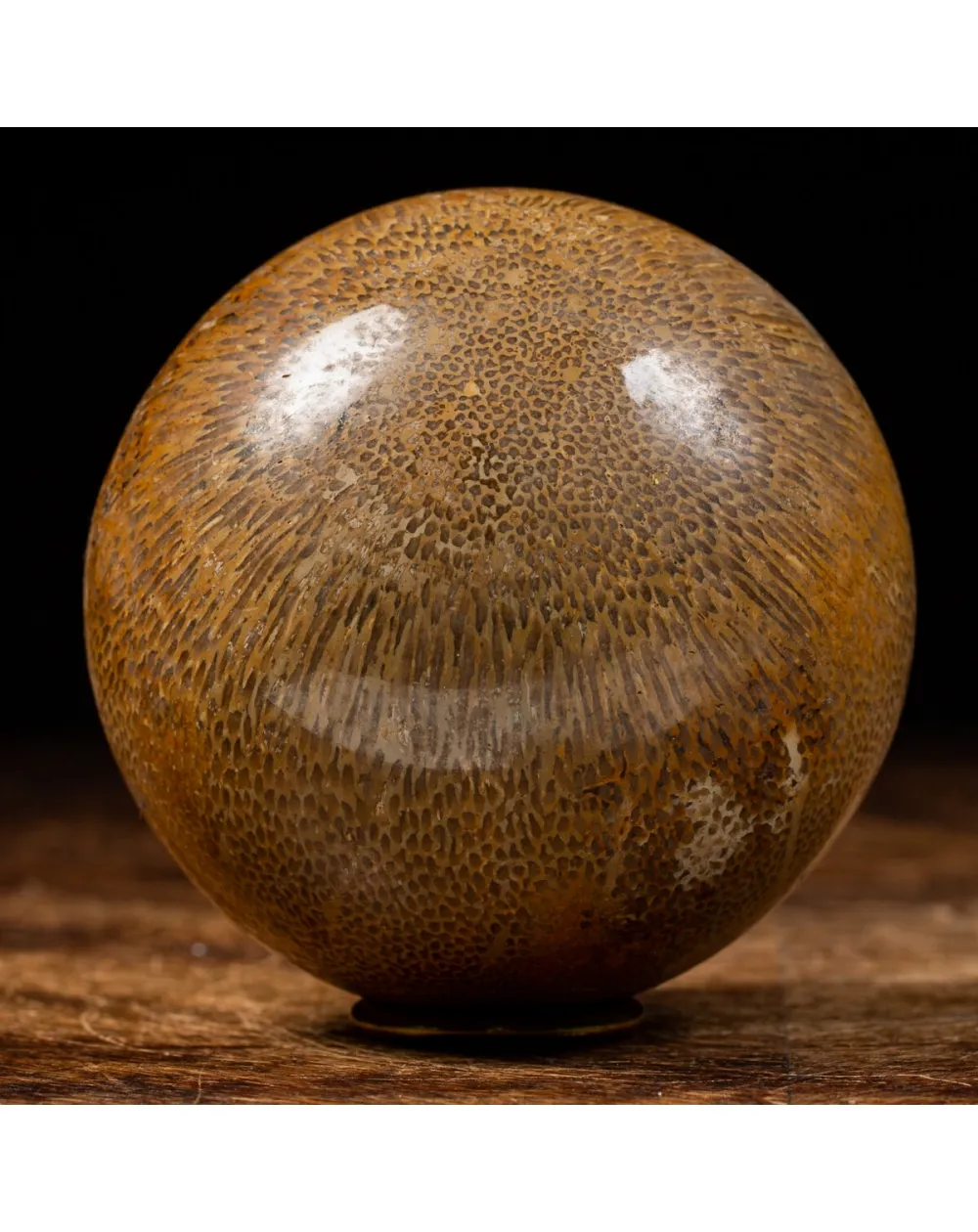 Sfera in Osso di Atlasaurus