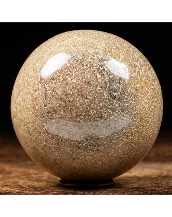 Sfera in Osso di Atlasaurus
