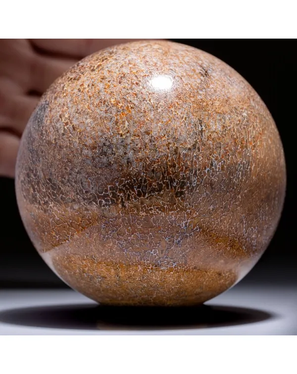 Sfera in Osso di Atlasaurus