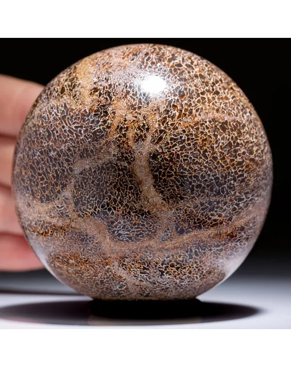 Sfera In Osso Di Atlasaurus