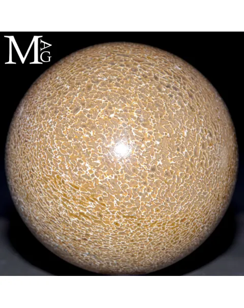 Sfera in osso fossile di Atlasaurus imelakei