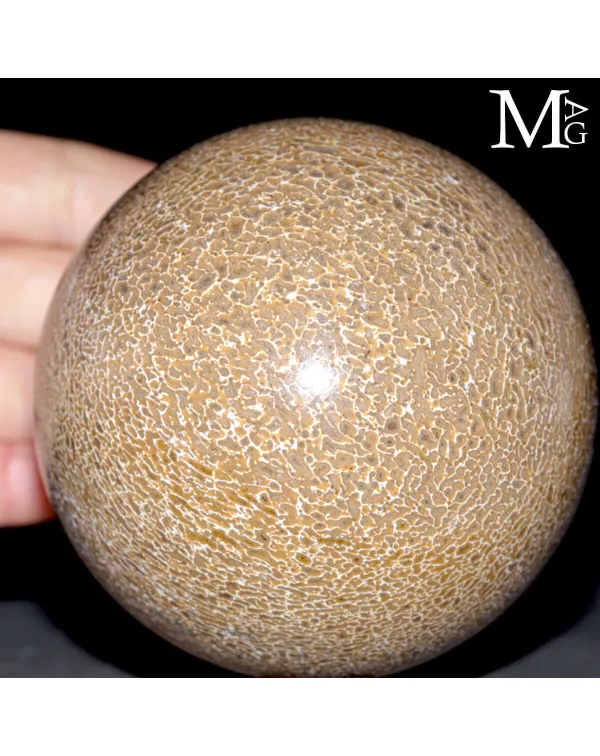Sfera in osso fossile di Atlasaurus imelakei
