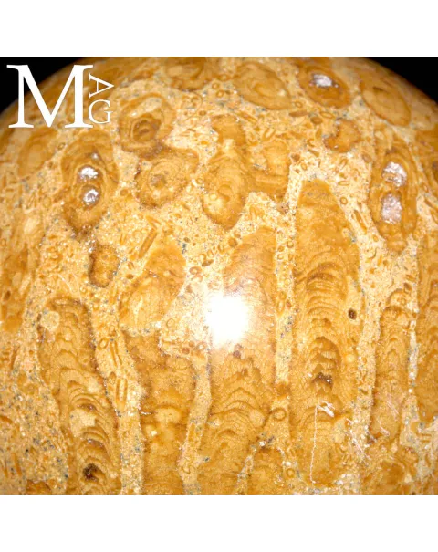 Sfera Fossile in Corallo Madreporico – Madagascar