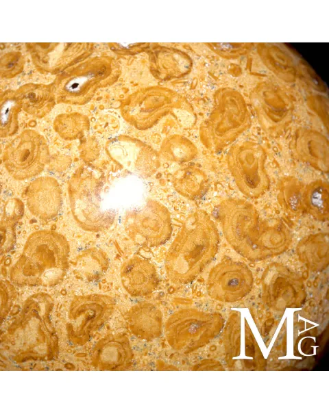 Sfera Fossile in Corallo Madreporico – Madagascar