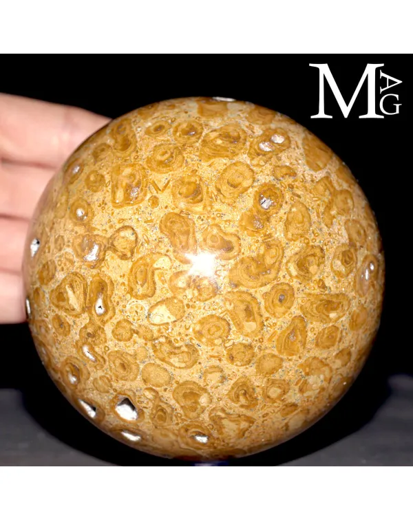 Sfera Fossile in Corallo Madreporico – Madagasca...