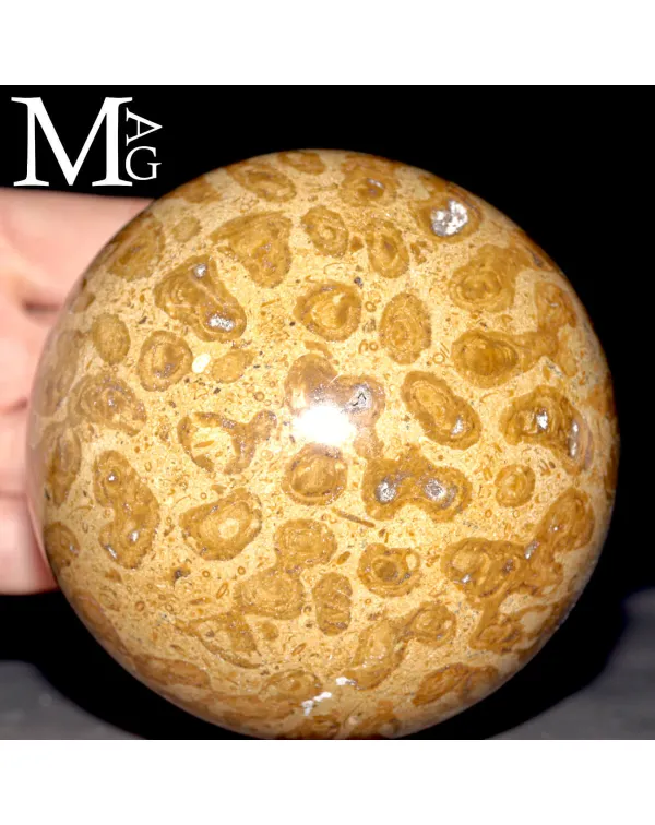 Sfera Fossile in Corallo Madreporico – Madagasca...