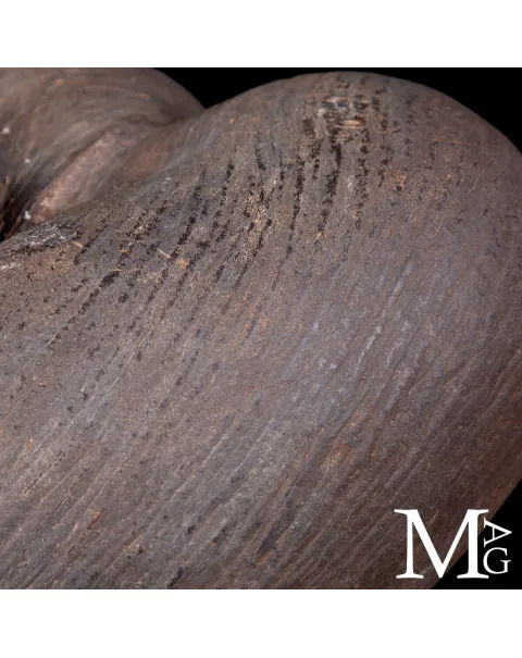 Coco de Mer – Il seme più grande del mondo