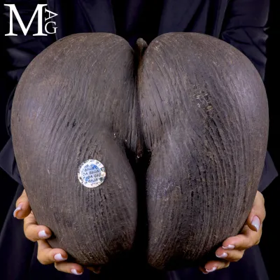 Coco de Mer – Il seme più grande del mondo