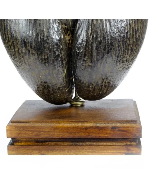Coco de Mer